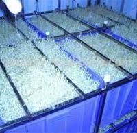 مشاور خرید دستگاه تولید جوانه