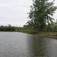 فروش پرورش ماهی گرمابی در بندرانزلی