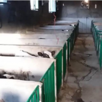 فروش 3300 متر دامداری در سلفچگان