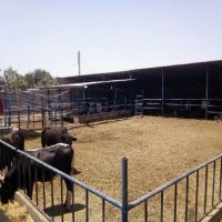 فروش گاوداری مجهز در ورامین تهران