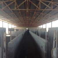 فروش پرورش شترمرغ در تهران