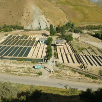 فروش پرورش ماهی قزل آلا در الیگودرز