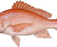 پخش عمده میگو صید روز