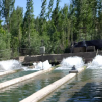 فروش 3000 متر پرورش ماهی در شیروان