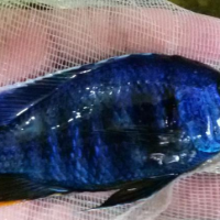 تولید و عرضه مستقیم ماهی آکواریوم در بندر عباس