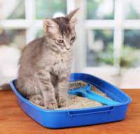 تولید کننده خاک گربه