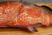 پخش ماهی زبان فیله صید روز