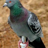 خرید کود کبوتر