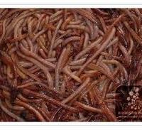 اشتغال برای کارجویان