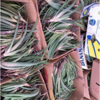 جذب سرمایه گذار برای کشت آلوورا در شوشتر