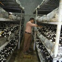 فروش کارگاه پرورش قارچ فول امکانات در دزفول