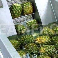 سازنده خط تولید کمپوت آناناس سیمرکو تهران
