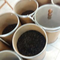 فروش دان قهوه