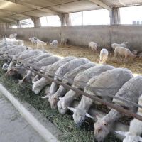 فروش دامداری صنعتی در بیجار کردستان