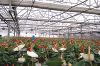 فروش انواع سازه های گلخانه ای