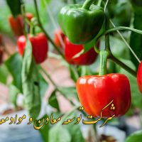 شرکت توسعه معادن و مواد معدنی آسیا