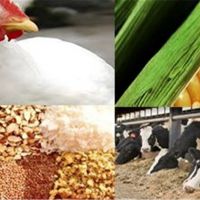 مشارکت و تولید خوراک دام و طیور