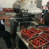 فروش خط سورتینگ میوه