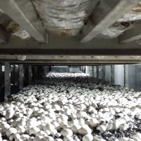 فروش کارخانه قارج در تهران