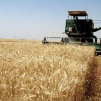 نیازمند سرمایه گذاربرای کشاورزی در هشترود