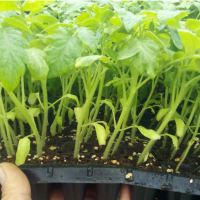 تولید انواع نشا صیفی جات با بهترین کیفیت در بهبهان