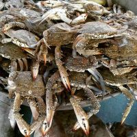 فروش خرچنگ