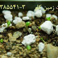 مزایای استفاده از پرلیت در کشاورزی Perlite