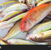 پخش ماهی جنوب صید روز