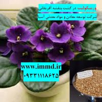 کود برای گل بنفشه آفریقایی