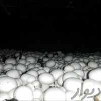 فروش کارخانه قارچ مروارید طلایی در جاده ملارد