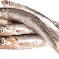 فروش ماهی زبان فیله صید روز