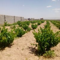 فروش مزرعه پرورش شتر مرغ و زمین زراعى