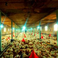 فروش مرغداری ۲۰هزار متری در لرستان