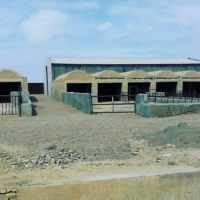 فروش 6000 متر گاوداری در ابرکوه