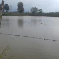 فروش پرورش ماهی در رشت