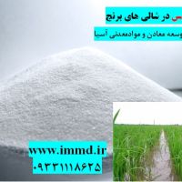 فروش سیلیس در کشت برنج و شالی