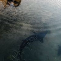 مزرعه پروش ماهیان خاویاری یزد