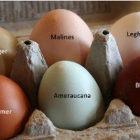 نیازمند سرمایه گذار جهت پرورش پرندگان در اصفهان