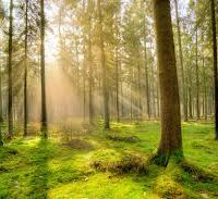 درج آگهی رایگان