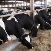 فروش 4800 متر دامداری در آمل