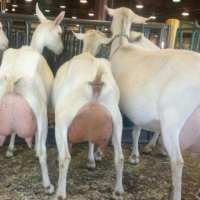 نیازمندشریک سرمایه گذار در زمینه دام و فراورده های دامی در قزوین