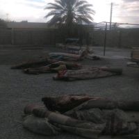 فروش کارگاه قالیشویی در زاهدان