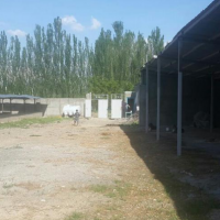 فروش دامداری صنعتی 500 راسی در شهرستان خوی،رهال