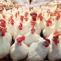 فروش مرغداری 45 هزار تایی در شهرستان سوادکوه