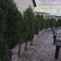 فروش درخت سرو