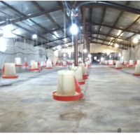 فروش 7000 متر مرغداری در شهر بابک کرمان