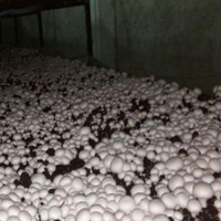 معاوضه و فروش کارگاه  تولید قارچ در بندرعباس