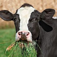 نمایشگر باسکول فیدرمیکسر