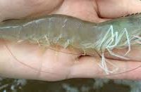 پخش عمده میگو خشک صید روز