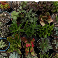 تولید و فروش کاکتوس در دزفول